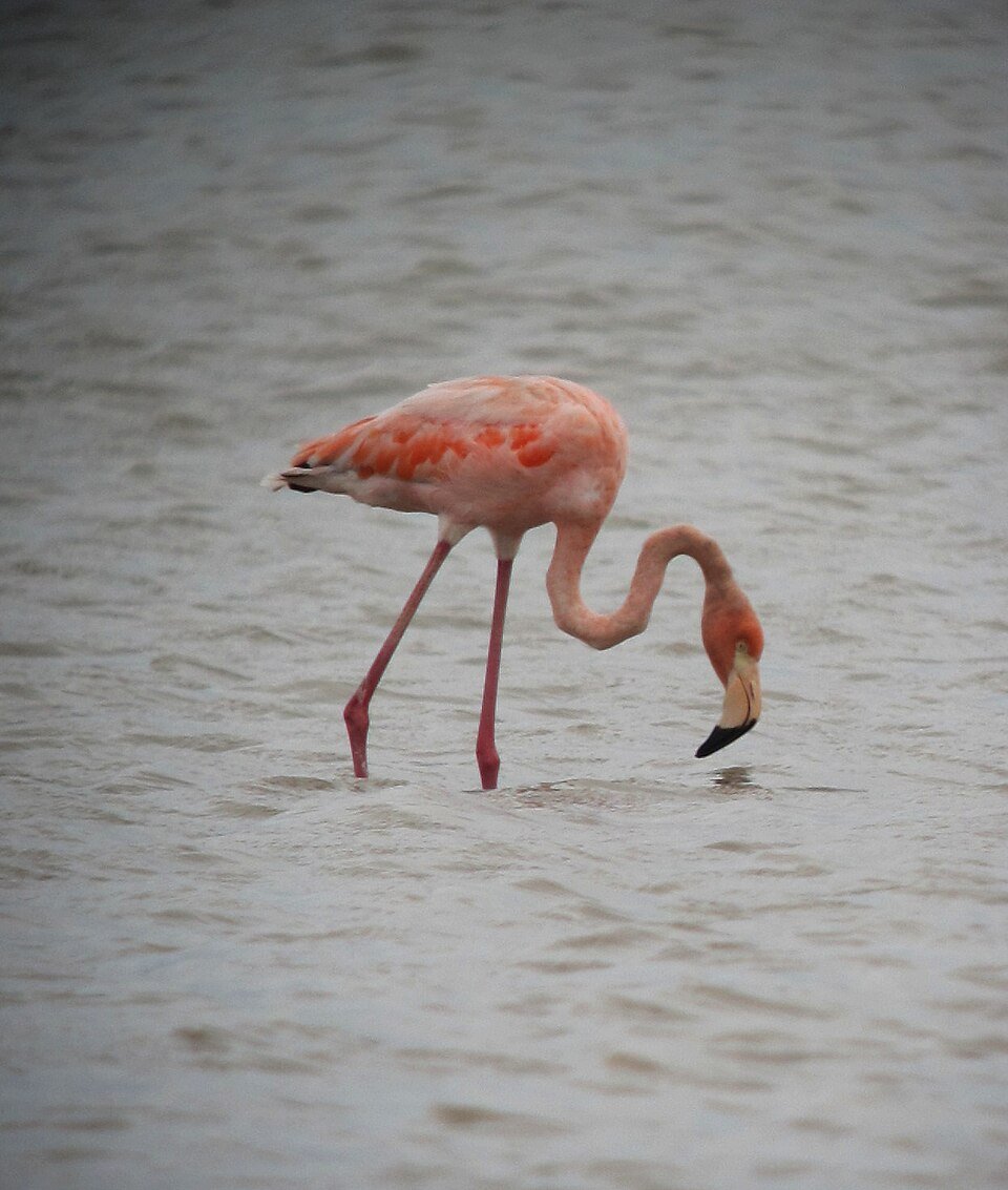 Flamenco en el Santuario de los Flamencos, Camarones